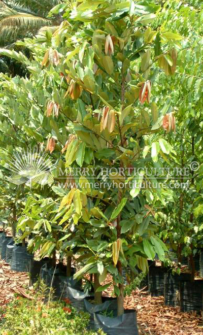 Diospyros discolor (Butter fruit)